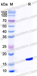 EHD86401, SDS-PAGE