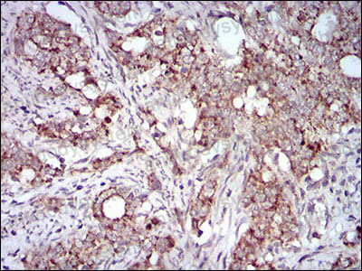 Валидация AntibodySystem RHN93901 (3968)