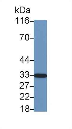 23343