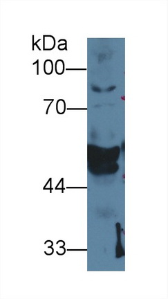 13654