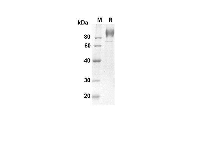 Валидация Elabscience PDMH100237(860)