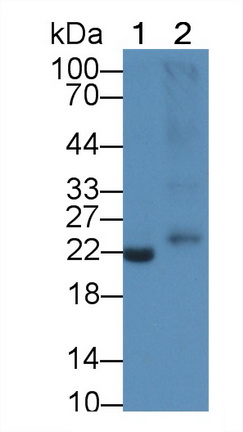 64620