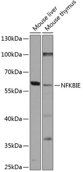 Валидация Elabscience E-AB-92870