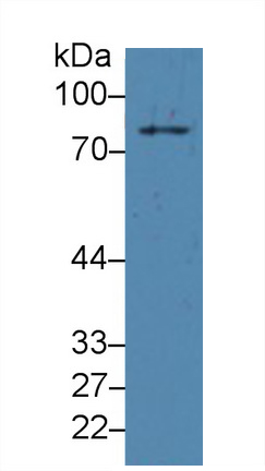 14702