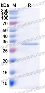 YHF53102, SDS-PAGE