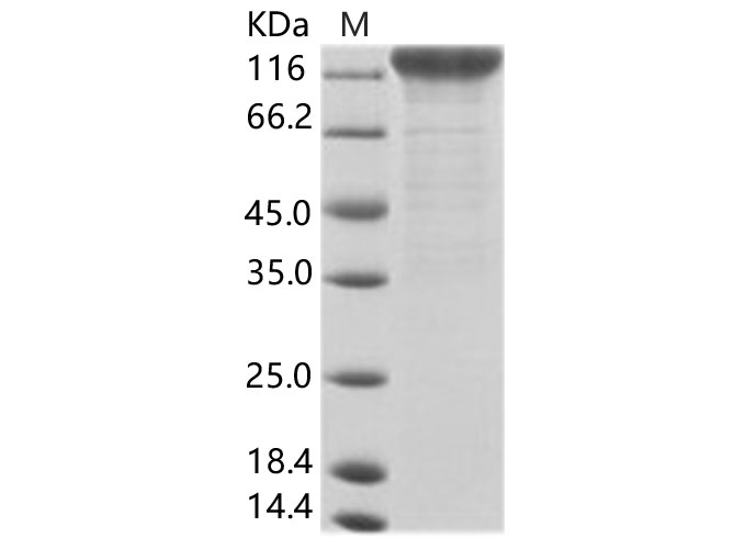 Валидация Elabscience PKSV030234(5997)
