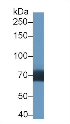 10039