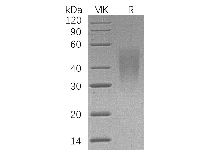 Валидация Elabscience PKSH033593(3886)