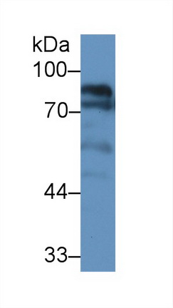 13083