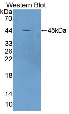 59684