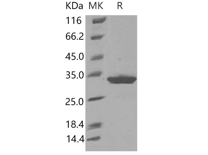 Валидация Elabscience PKSM040928(4871)