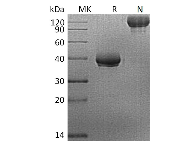 Валидация Elabscience PKSH033752(4027)