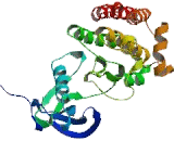 Protein Tyrosine Kinase 2 Beta (PTK2b)