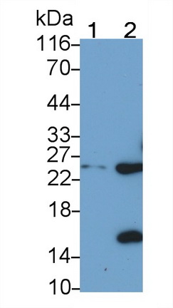 62627