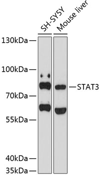 Валидация Elabscience E-AB-68272