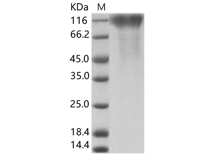 Валидация Elabscience PKSV030156(5933)