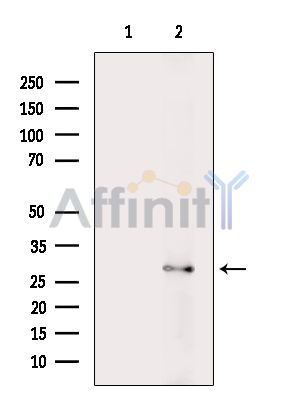Валидация Affinity DF9124 - 21442