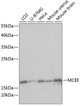 Валидация Elabscience E-AB-65004
