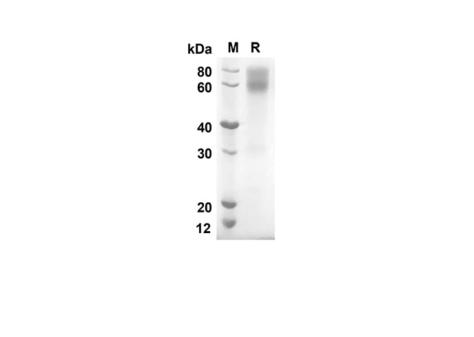 Валидация Elabscience PDMM100052(1029)