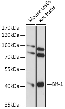 A14887, вестерн-блоттинг, различные лизаты (10385)