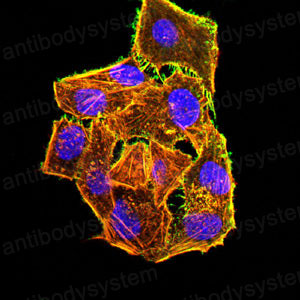 Валидация IF - AntibodySystem RHB95502