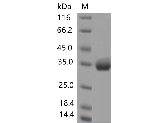 Валидация Elabscience PKSV030441(6165)