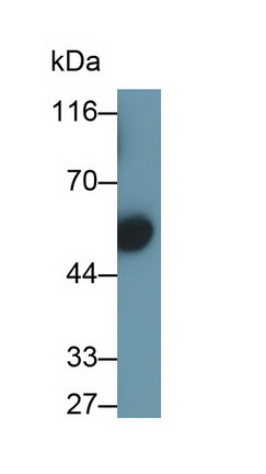 39843
