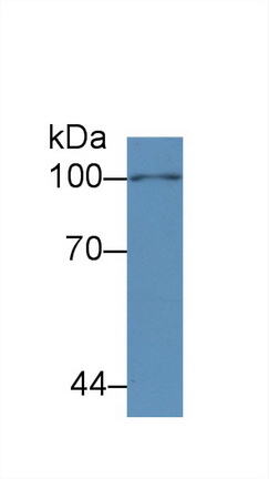 55161