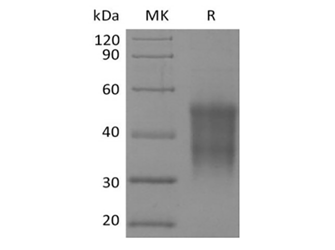 Валидация Elabscience PKSQ050106(5474)