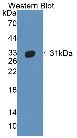 58436