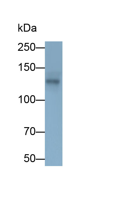33236