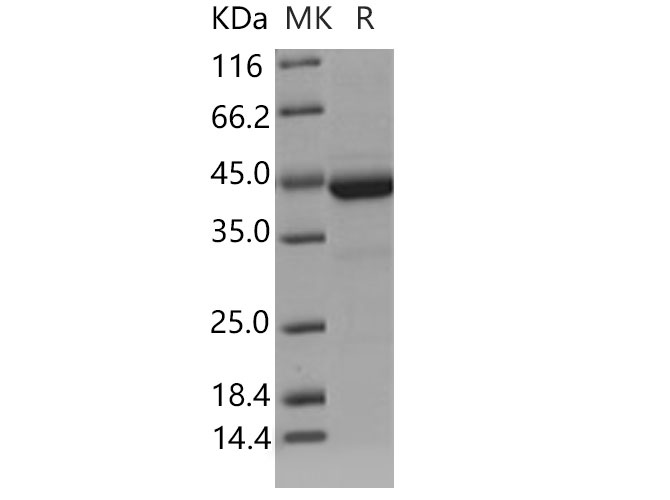 Валидация Elabscience PKSM040785(4752)