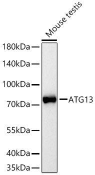 A0690, вестерн-блоттинг, лизат ткани яичка мыши (857)