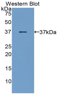 39053