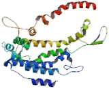 Keratin 1 (KRT1)