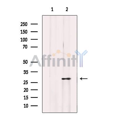 Валидация Affinity DF12290 - 6650