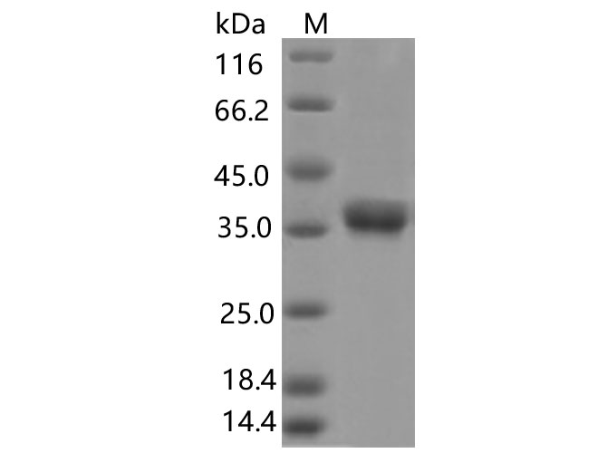 Валидация Elabscience PKSV030444(6168)