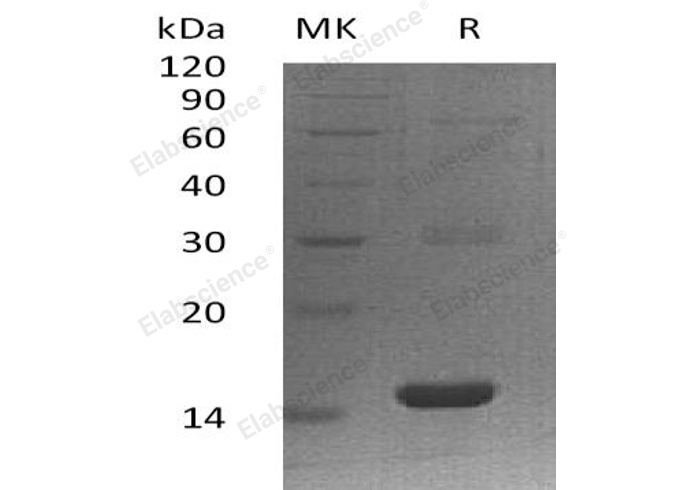 Валидация Elabscience PKSH032509(2969)