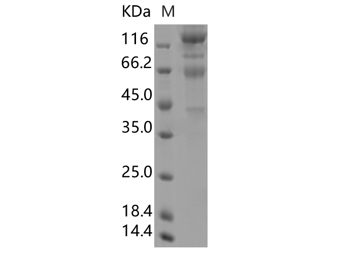 Валидация Elabscience PKSV030358(6095)