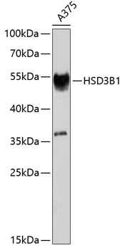 Валидация Elabscience E-AB-67940