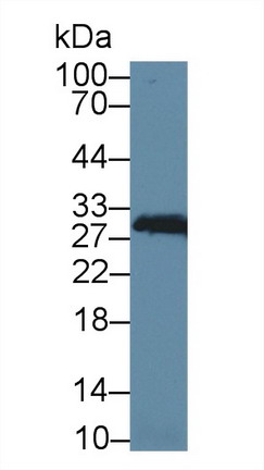 8511