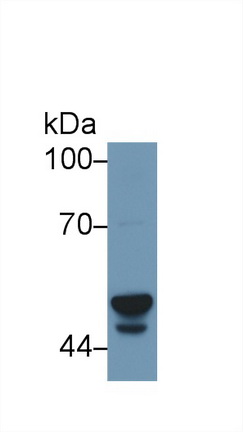 10265
