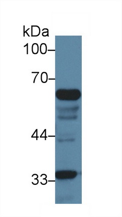 13592