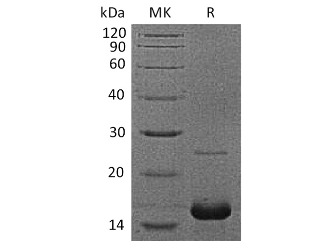 Валидация Elabscience PKSH033586(3879)