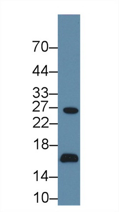 13522