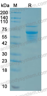 YHJ29702, SDS-PAGE