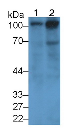 39443