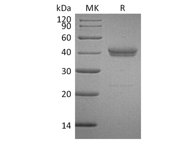 Валидация Elabscience PKSH033376(3707)