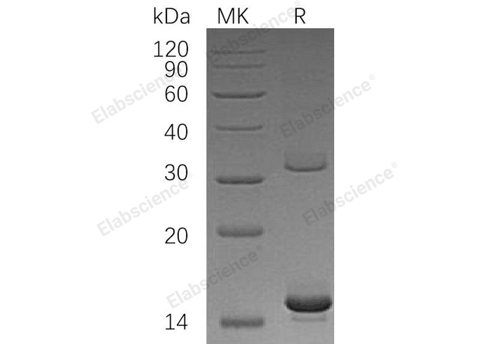 Валидация Elabscience PKSH032531(2989)