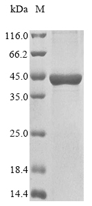 SDS-PAGE